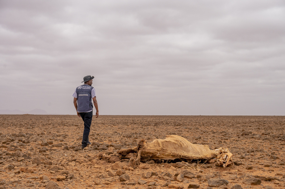 On 22 September 2022, WHO's John Kisimir walks past the carcass of a dead camel that was a victim of the drought in Kukufami, Marsabit County. Pastrolists in the region say that they have lost close to 70% of their livestock due to the drought, and they are desperate to find both water and pasture for their livestock. Millions in the greater Horn of Africa are facing acute hunger as the region faces one of the worst droughts in recent decades. M any people have left their homes in search of food and water, and pasture for animals. Large-scale displacement is often accompanied by a deterioration in hygiene and sanitation. Outbreaks of infectious diseases are a major concern, especially when combined with low existing vaccination coverage and health service availability.  As people become increasingly food insecure, they also must make the impossible choice between food and healthcare, even as nutritional deficiencies make them increasingly vulnerable to disease. This is particularly true for children, for whom the combination of malnutrition and disease can prove fatal.   WHO and partners are working to counter the consequences of malnutrition, respond to disease outbreaks, and ensure that essential health services can continue. 