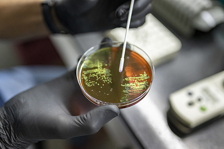 Biochemist Ezequiel gathers samples of bacteria growing in a Petri dish at Malbrán Institute in Buenos Aires on 10 October 2021, to test if they are drug-resistant or not. At Malbrán Institute, scientists study samples from across Latin America to track and control the emergence of antimicrobial resistance (AMR). AMR occurs when bacteria, viruses, fungi and parasites change over time and no longer respond to medicines. This makes infections harder to treat and increases the risk of disease spread, severe illness and death. Antimicrobial resistant organisms are found in people, animals, plants and the environment (in water, soil and air). AMR is considered one of the top 10 global public health threats facing humanity. AMR can occur naturally over time, usually through genetic changes. However, misuse and overuse of antimicrobials is a main driver of AMR, as is lack of access to clean water, sanitation and hygiene (WASH) for both humans and animals; poor infection and disease prevention and control in health-care facilities and farms; poor access to quality, affordable medicines, vaccines and diagnostics; lack of awareness and knowledge; and lack of enforcement of legislation. The Servicio Antimicrobianos of the Instituto Nacional de Enfermedades Infecciosas (INEI) is part of the Administración Nacional de Laboratorios e Institutos de Salud “Dr Carlos G. Malbrán” (ANLIS-Malbrán, known locally as the Malbrán Institute). The Malbrán Institute is a key space for AMR research, diagnosis, and surveillance, not only for Argentina, but also as a “Regional Reference Laboratory for Antimicrobial Resistance” for the Pan American Health Organization (PAHO) and as a “Collaborating Center on Antimicrobial Resistance Surveillance” for PAHO and the World Health Organization (WHO). Malbrán’s influence on public health is vital in tracking the emergence of and controlling the spread of AMR in Argentina and the region. The institute's multidimensional work is mainly focused on five strategic areas: Reference Diagnosis, AMR Surveillance, External Quality Assessment Programs, Human Resources Training and Applied Research. As part of the reference diagnostic work, microbiology laboratories can request the Malbrán Institute to conduct extensive susceptibility testing and molecular characterization of clinical bacterial isolates to provide alternative treatment options for infected patients.