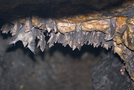 A photographer's flash disturbs roosting bats clinging to the ceiling of Kitaka mine. Marburg virus disease (MVD), formerly known as Marburg haemorrhagic fever, is a severe, often deadly illness. The Marburg virus is a close relative of Ebola, and the two zoonotic pathogens are clinically similar and lead to severe viral haemorrhagic fever in humans. Though rare, both diseases have the capacity to cause dramatic outbreaks with high fatality rates. There is as yet no proven treatment or vaccine available for MVD. In 2007, two cases of Marburg haemorrhagic fever were identified in a remote mining area in western Uganda. One, a miner, died in July. A public information campaign was launched along with training courses for local health workers. Concurrently, an international team of experts and scientists worked to identify the hosts of the virus and its mode of natural transmission in the environment. In their quest to locate the reservoir of the Marburg virus, team members explored Kitaka mine cave, where the outbreak appeared to have started. At a laboratory set up nearby, they examined bats that were captured in the mine. Working through the night, scientists searched blood and organ samples for Marburg virus antibodies. This photo story documents the joint efforts of WHO and its partners in the Global Outbreak Alert and Response Network (GOARN) to monitor, investigate, and control the outbreak of Marburg fever in Uganda.
