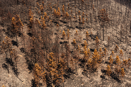 Courel Range, Lugo, Spain: a view of burned trees along the road between Pobra do Brollon and Folgoso do Caurel on 2 August 2022. Hundreds of inhabitants were evacuated in the region due to the dangers of wildfire flames and smoke. Climate change makes it more likely for droughts and wildfires to happen. Wildfires can cause death and injury from suffocation, burns and smoke inhalation. They can also cause respiratory and cardiovascular problems from smoke and ashes, negatively impact mental health, disrupt health services and lead to loss of housing and livelihoods. Read more about https://www.who.int/news-room/fact-sheets/detail/climate-change-and-health