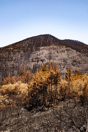 Courel Range, Lugo, Spain: A view of burned trees on the road between Pobra do Brollon and Folgoso do Caurel on 2 August 2022. Hundreds of inhabitants were evacuated in the region due to the dangers of wildfire flames and smoke. Climate change makes it more likely for droughts and wildfires to happen. Wildfires can cause death and injury from suffocation, burns and smoke inhalation. They can also cause respiratory and cardiovascular problems from smoke and ashes, negatively impact mental health, disrupt health services and lead to loss of housing and livelihoods. Read more about https://www.who.int/news-room/fact-sheets/detail/climate-change-and-health