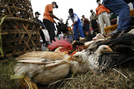 Public slaughter of poultry in Indonesia. Poultry and birds of all kinds are slaughtered by public health officials and volunteers in Mandiri Park in South Jakarta. Officials claim that all the birds have been tested, and declared free of AI before being returned to their owners for consumption. However, not all birds are given visual examinations, and none are given blood tests. The event aims to raise awareness of the risks of backyard poultry and encourage people to cull their own birds ahead of a city-wide ban to be enforced at the beginning of February.