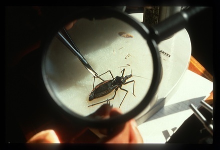 Fiocruz (Oswaldo Cruz Foundation) in Rio de Janeiro - A triatomine bug (Dipetalogaster maximus) being dissected under the microscope.